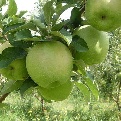 Granny Smith Elma Fidanı